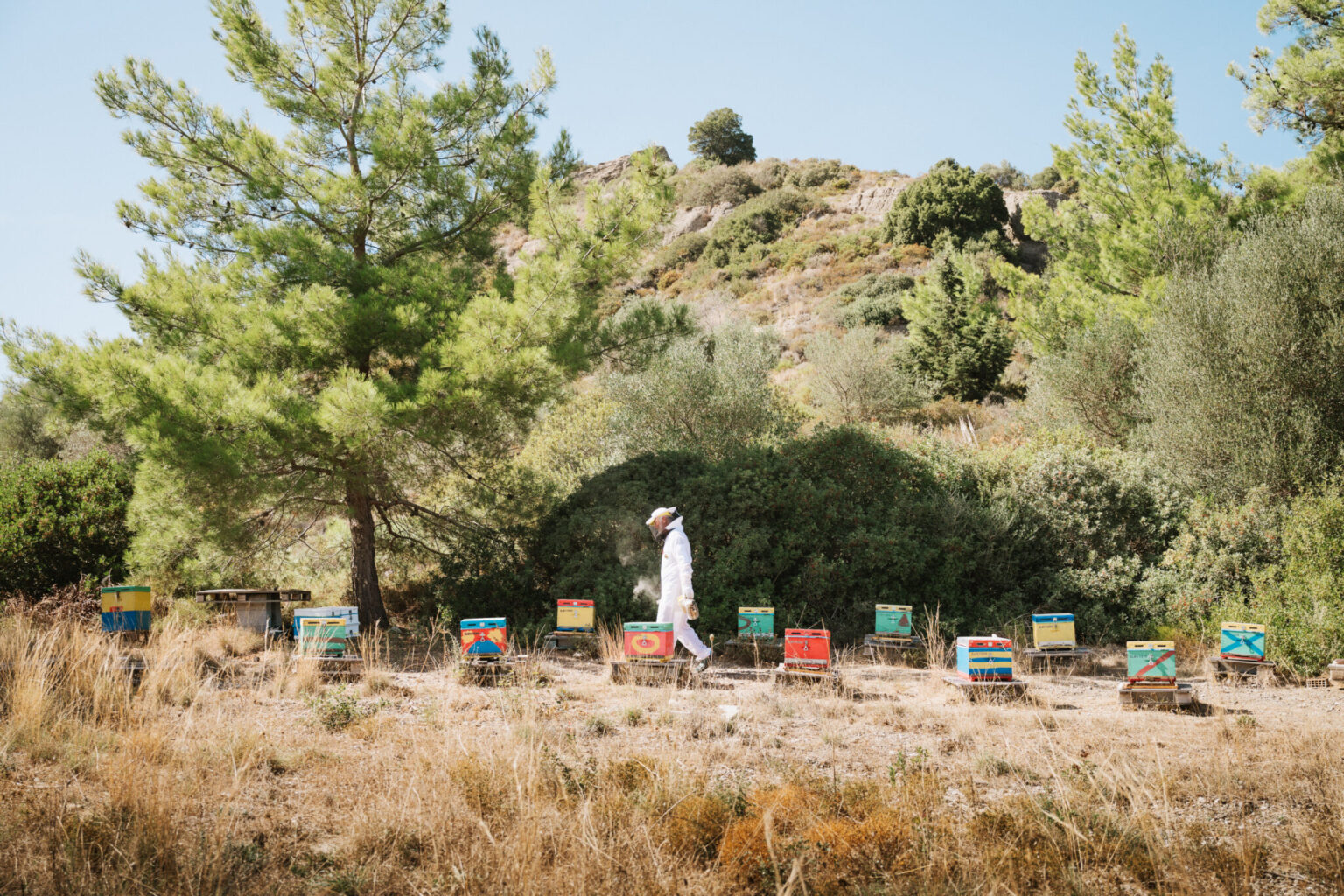 a person walking in a field with beehives