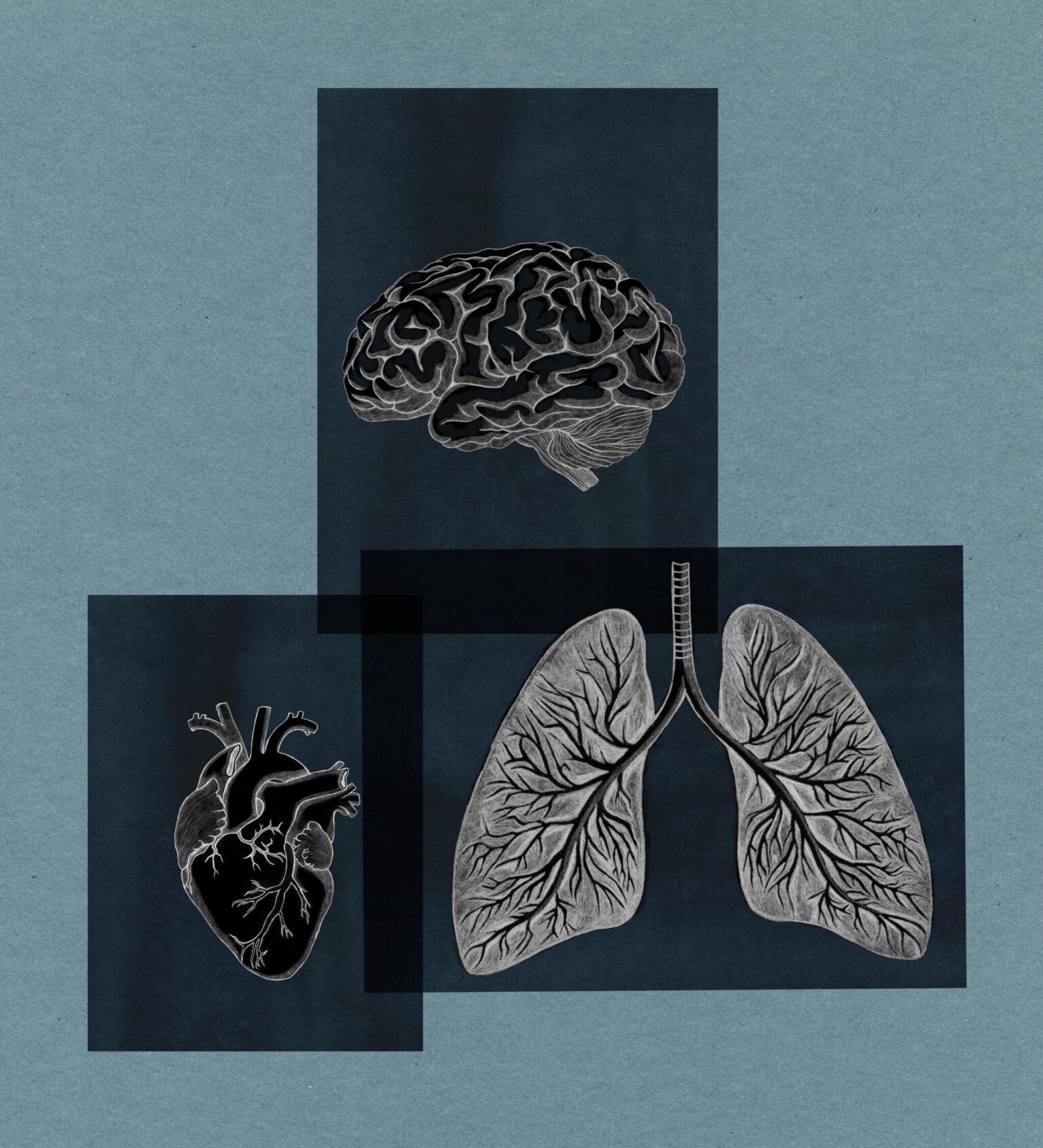 a drawing of a human heart and lungs