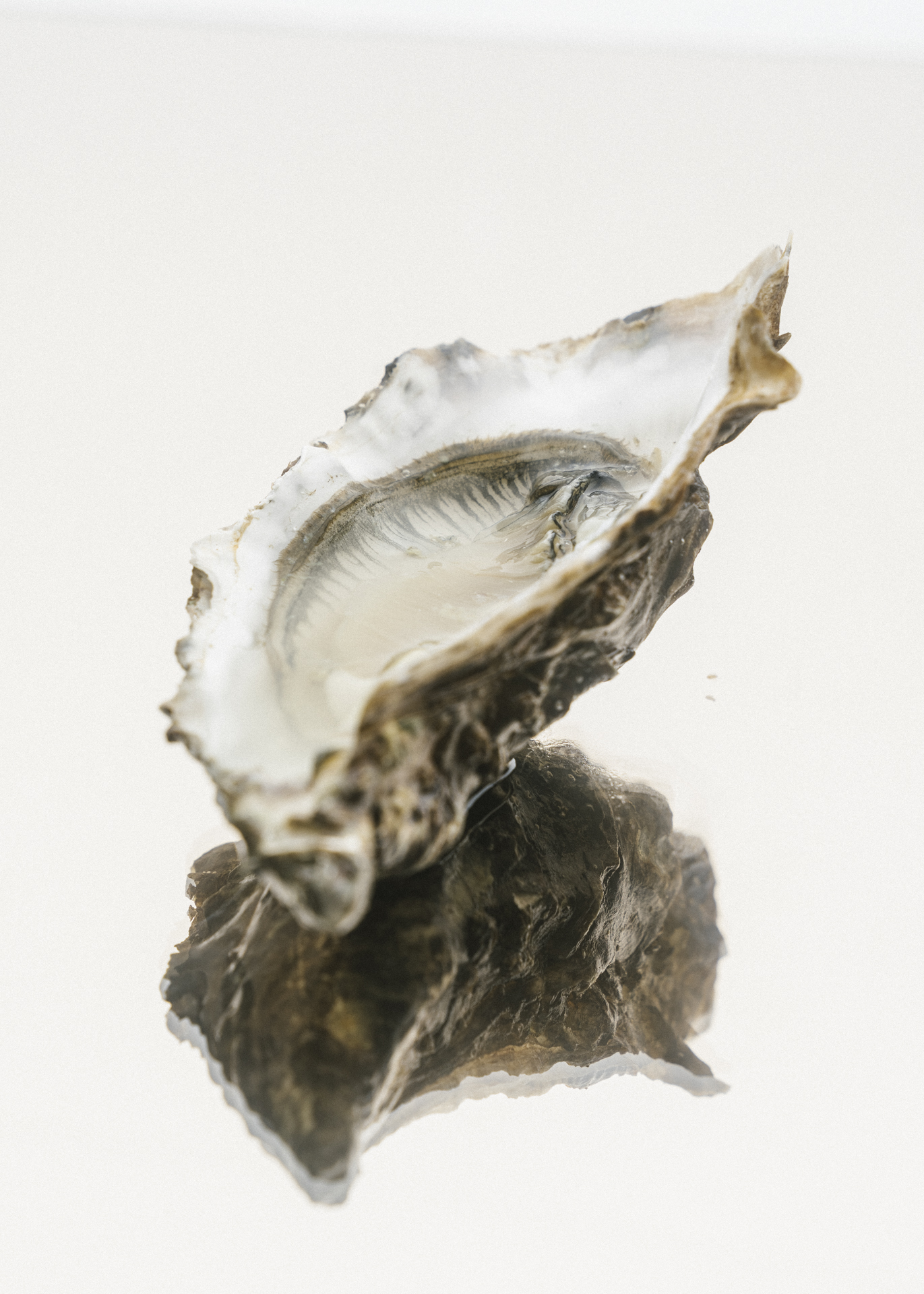 a oyster shell on a reflective surface