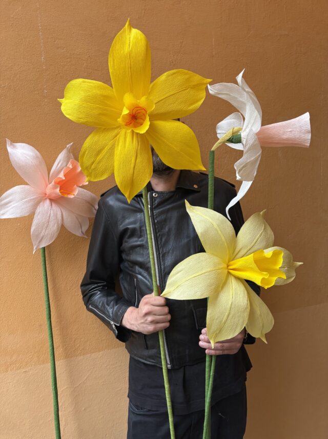 Daffodils