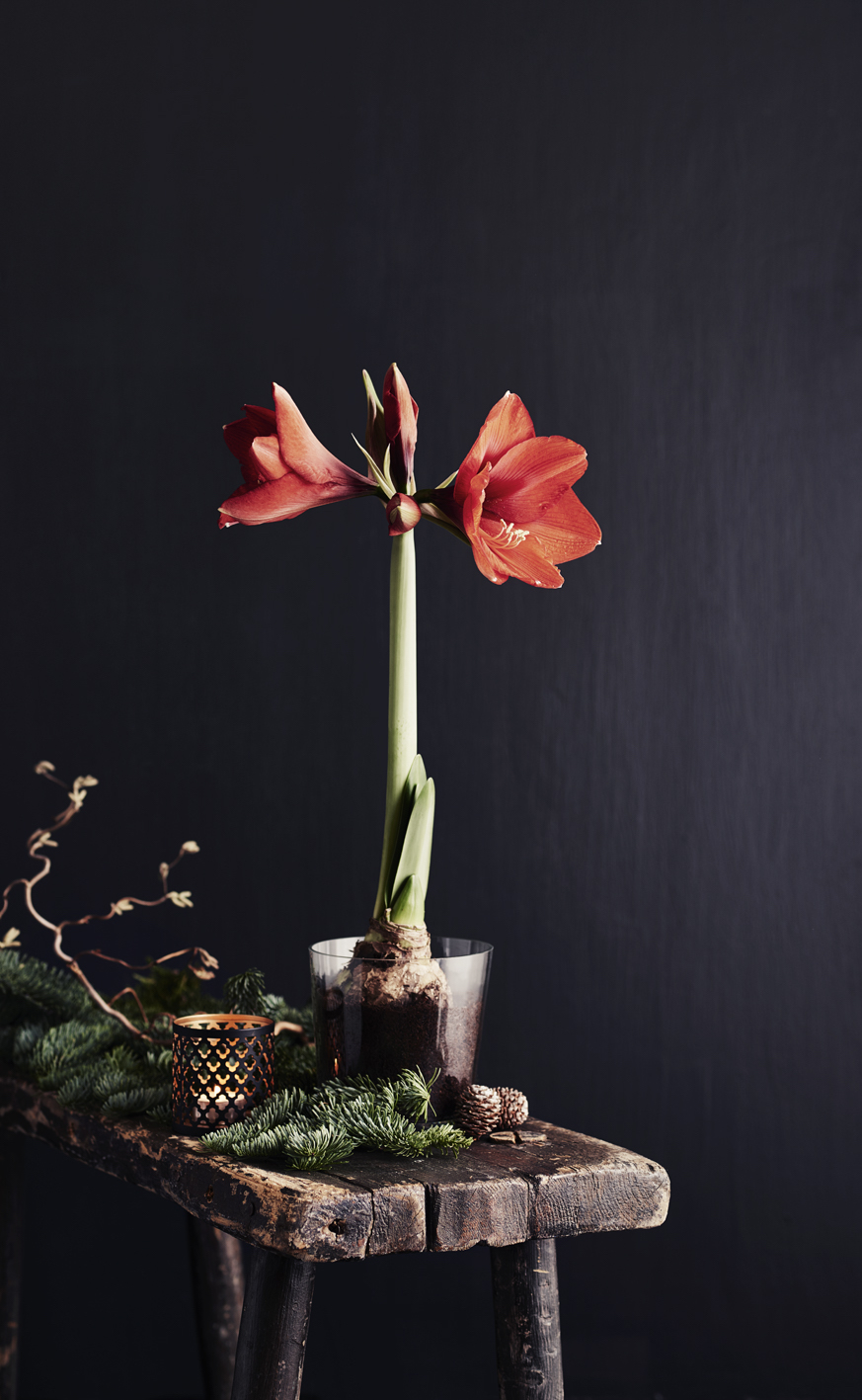 Red amaryllis flowers in a glass vase on a rustic wooden stool with pine branches and a candle.
