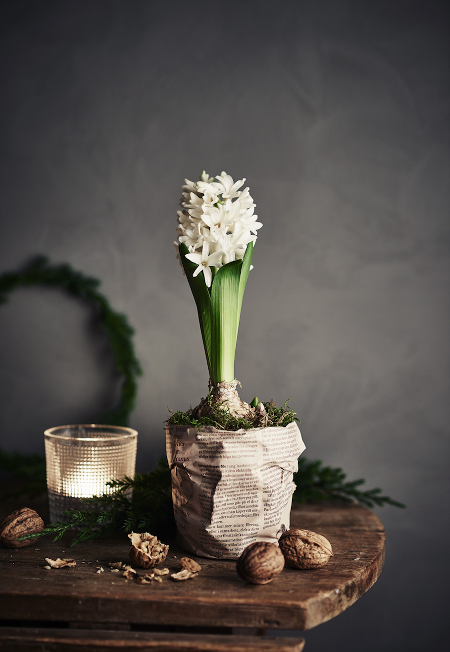 White hyacinth in a newspaper pot with walnuts and a candle.
