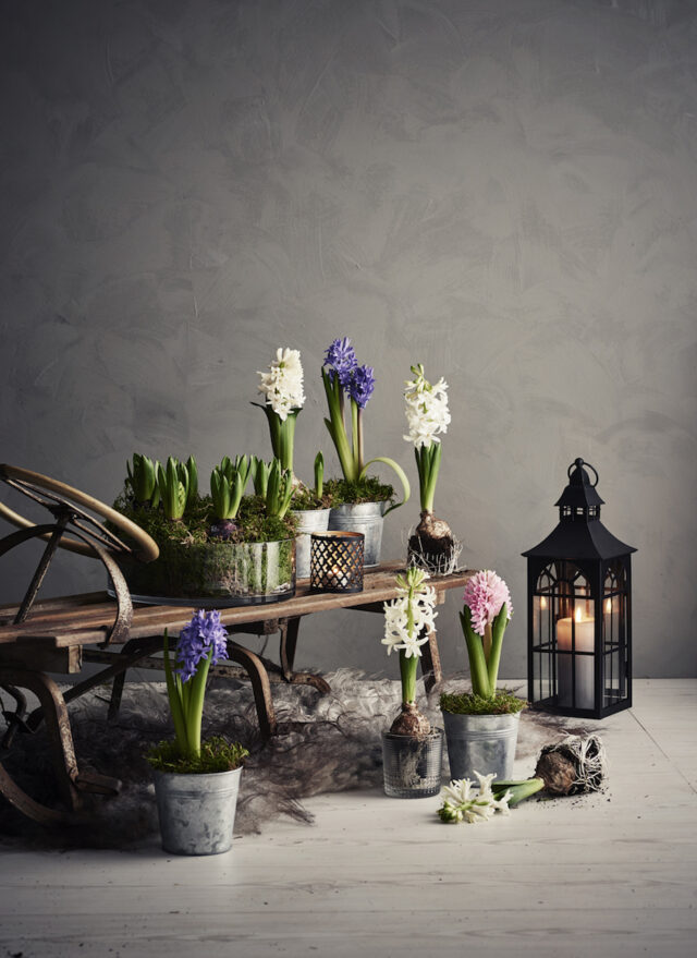 Hyacinths in pots on a rustic sled with a lantern and candle.