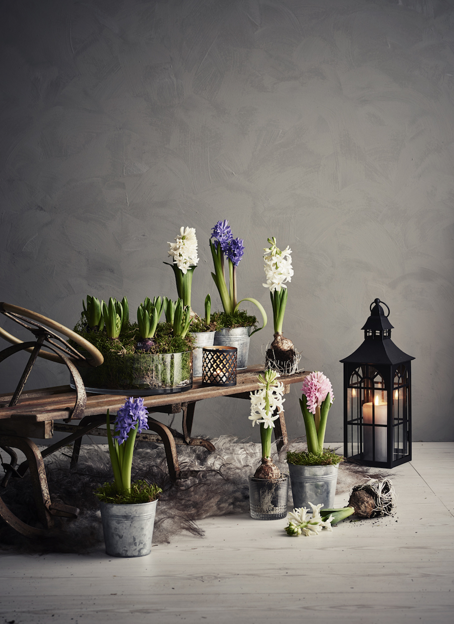 Hyacinths in pots on a rustic sled with a lantern and candle.
