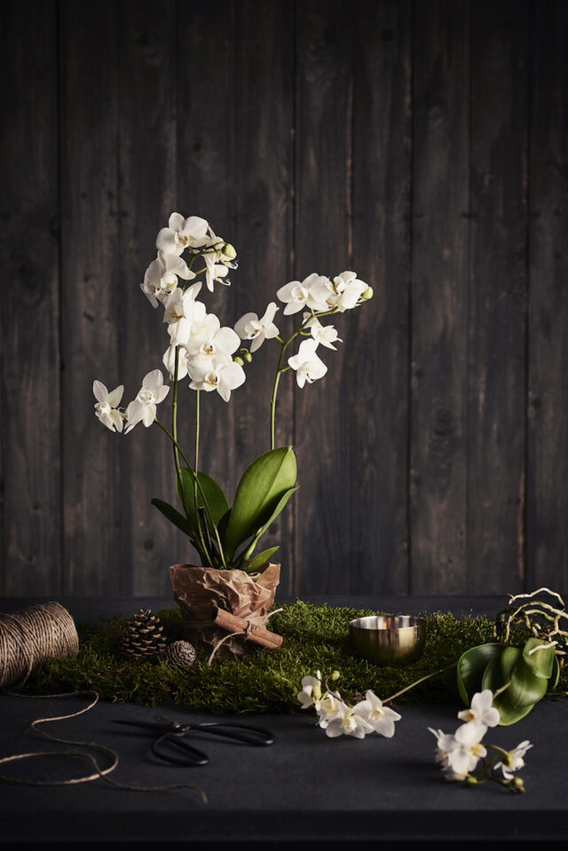 White orchid plant in a brown paper pot on moss, with twine, pinecones, and scissors.