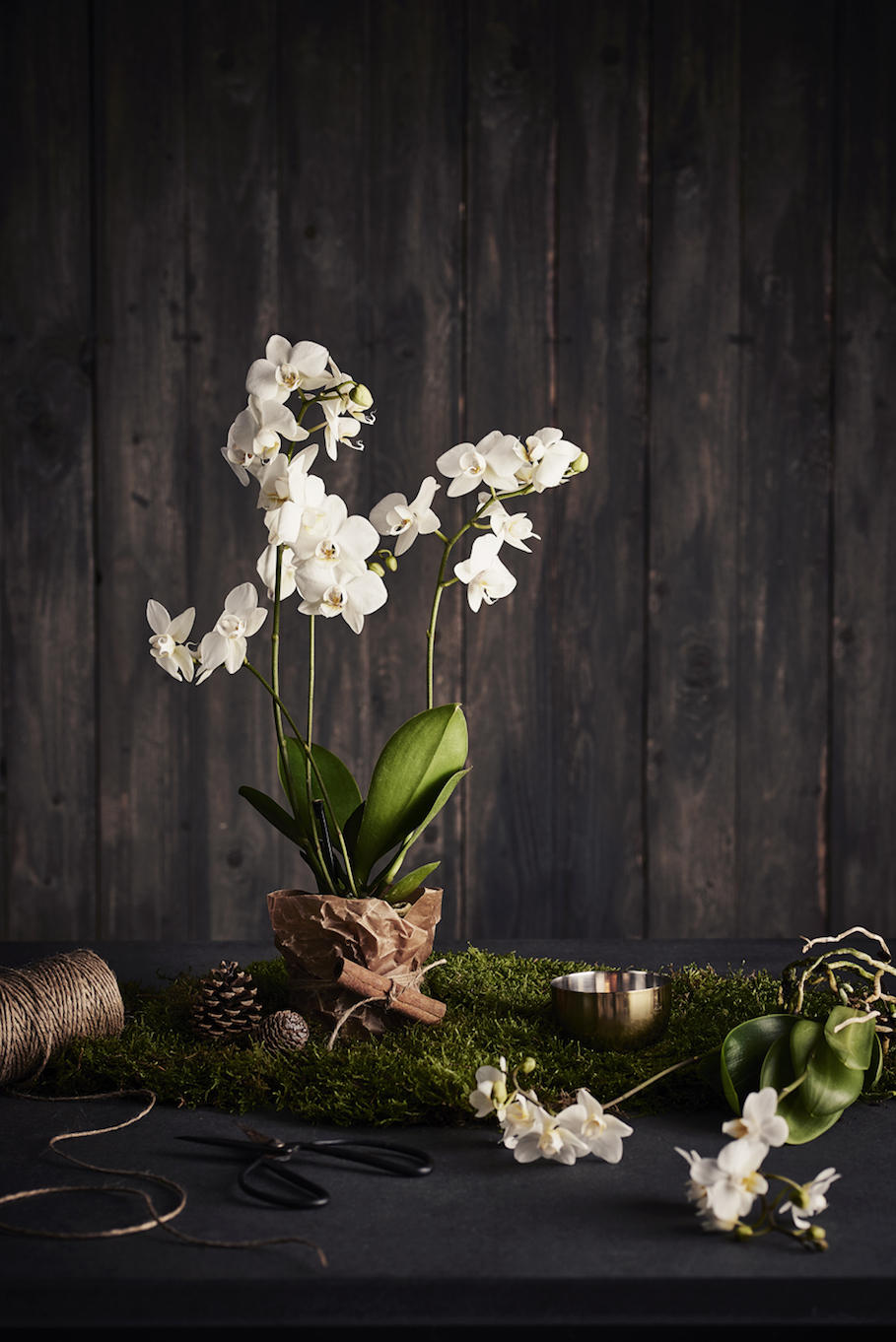 White orchid plant in a brown paper pot on moss, with twine, pinecones, and scissors.