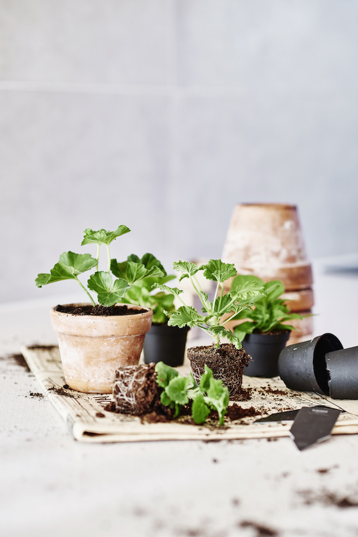 Terracotta pot with a seedling, surrounded by soil and other plants.