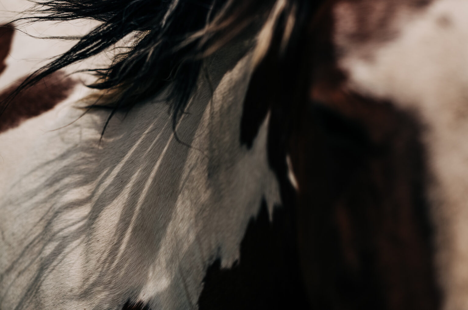 Personal work Chile/Argentina