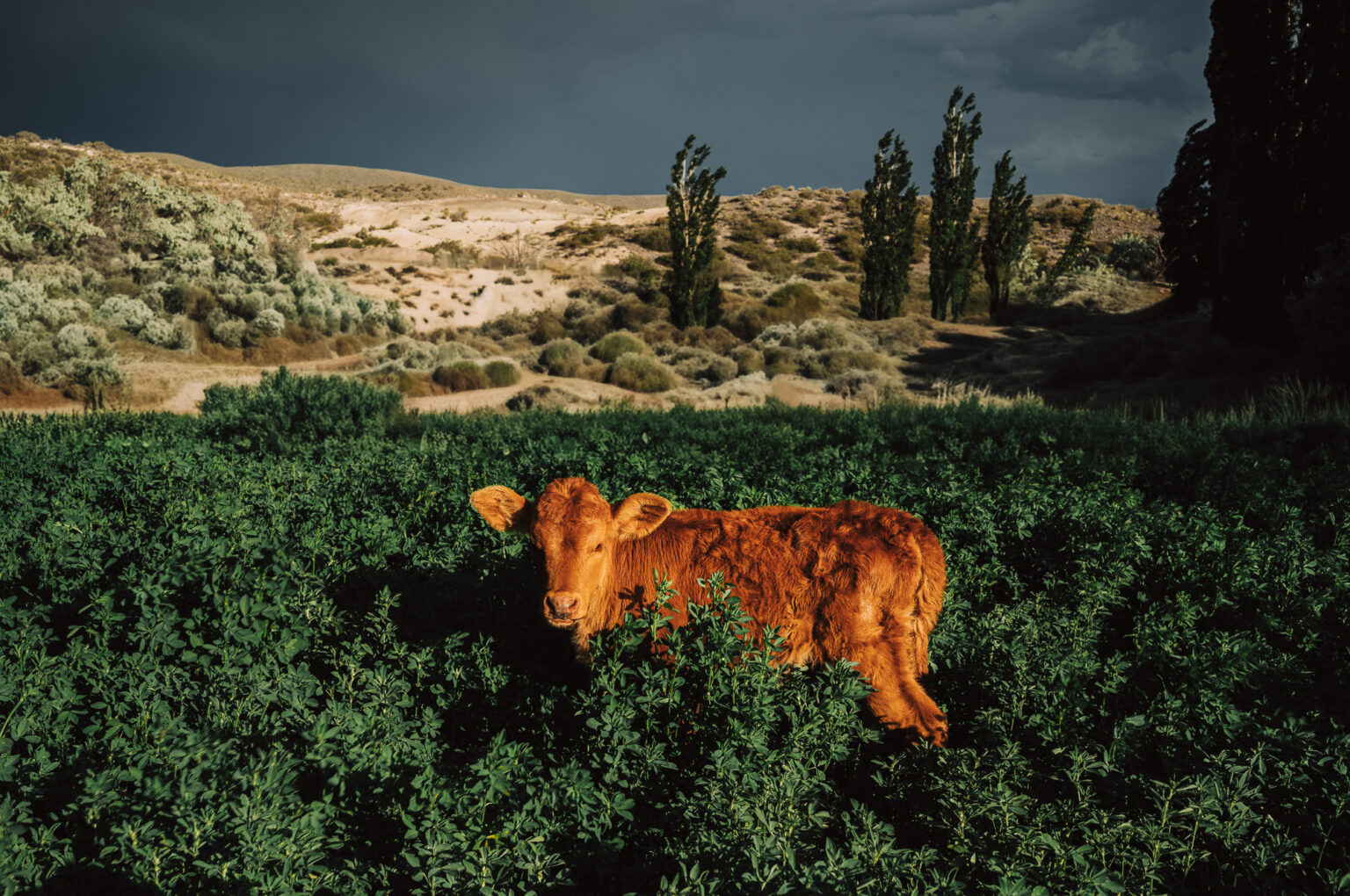 Personal work Chile/Argentina