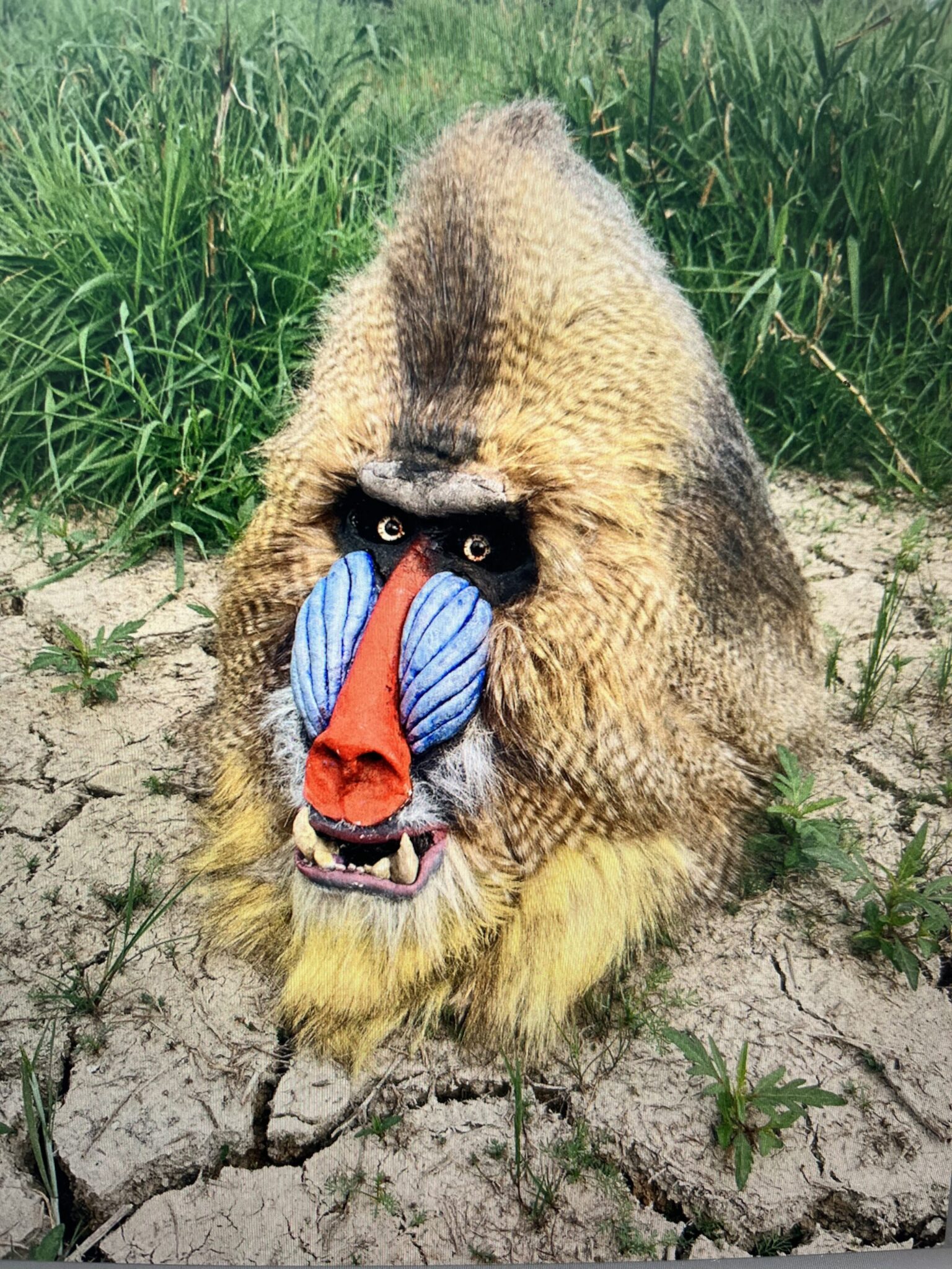 Eget projekt - Mandrillen