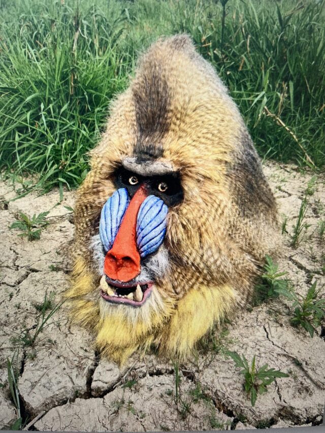 Eget projekt - Mandrillen