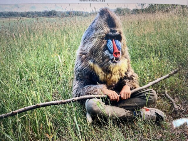 Eget projekt - Mandrillen